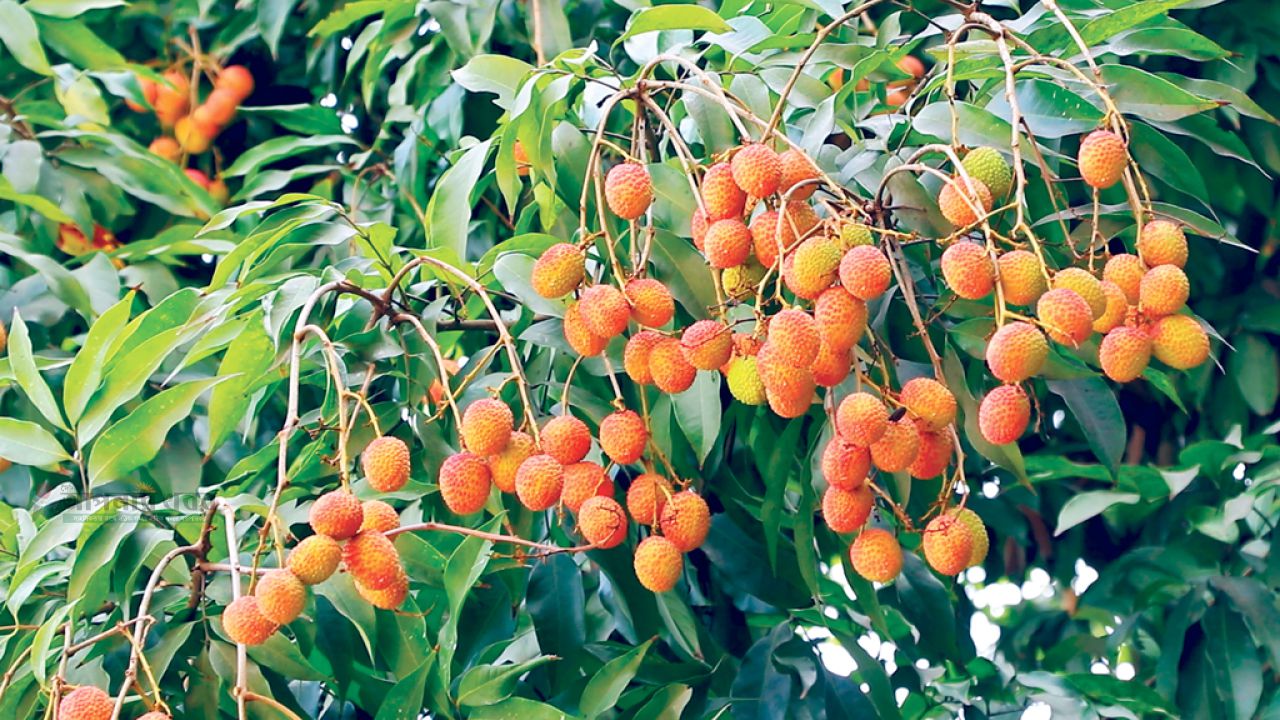 পাবনা: গাছে গাছে লিচুর থোকা